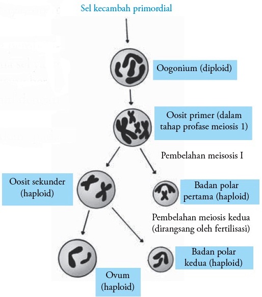  Proses  Pembentukan Sel Telur Oogenesis  pada Wanita