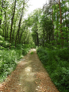 Hamarosan beértem az erdőbe és az árnyékot adó fák között sétáltam tovább