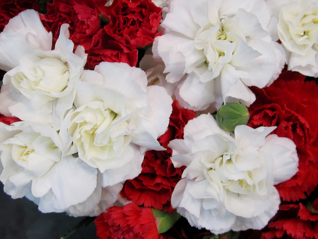 types of flowers carnation Red and White Carnation | 640 x 480