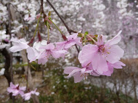 咲き始めは白色で徐々に芯から桃色を帯びて散っていく・・・。