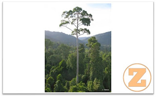 7 Pohon Tertinggi Di Dunia, Bahkan Ada Pohon Yang Tingginya 100 Meter Lebih