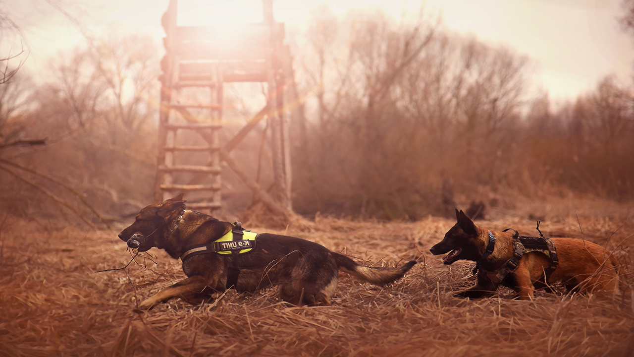 berger malinois