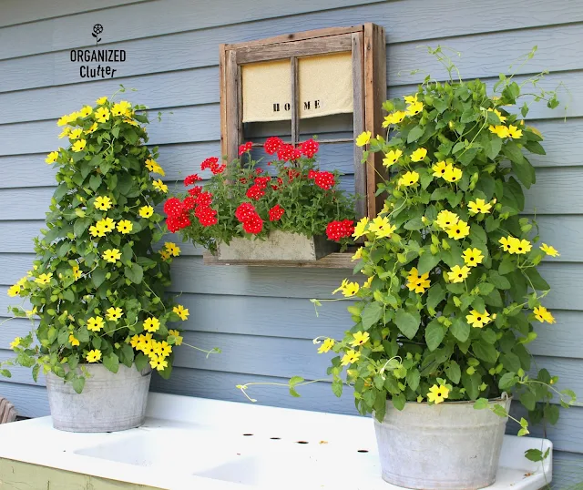 Black Eyed Susan Vines & Red Verbena organizedclutter.net