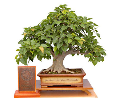 Gambar Bonsai Pohon Bodhi