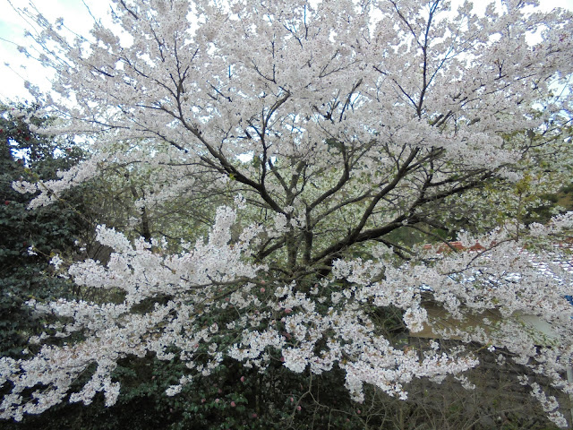 明間集落民家のソメイヨシノ桜が満開