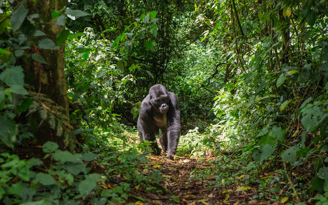 Experience the real Gorilla trekking, wildlife safaris & cultural tours in Rwanda