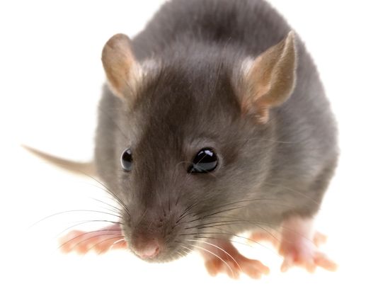 RAT AWAY FROM HOME - SOME TIPS TO GET RID OF RATS FROM HOME