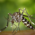 Πρώιμη εμφάνιση κουνουπιών - «Συναγερμός» στον ΕΟΔΥ υπό τον φόβο του Ιού Δυτικού Νείλου