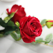 Rose Day HD Images Happy Valentine's 2020