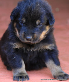 élevage de beauceron et chiot Ombre rouge de Phrygie 40120 bélis