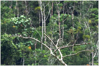 Bird at Top Rank Kem Raub