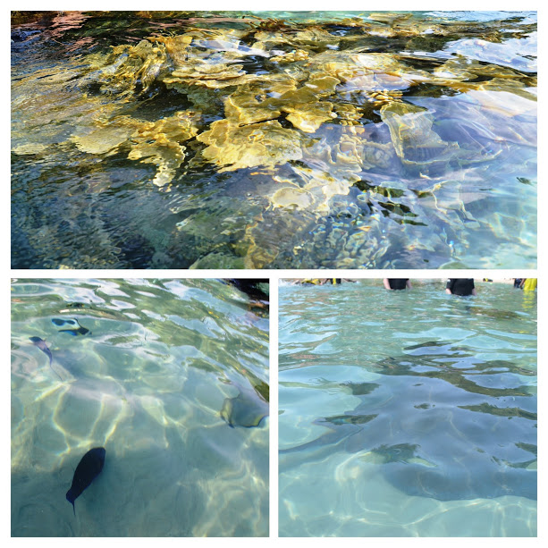 Discovery Cove, o parque mais relax de Orlando