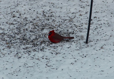 male Cardinal under the front feeder yesterday afternoon