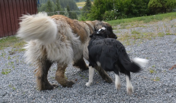 golden retriever border collie leonberger