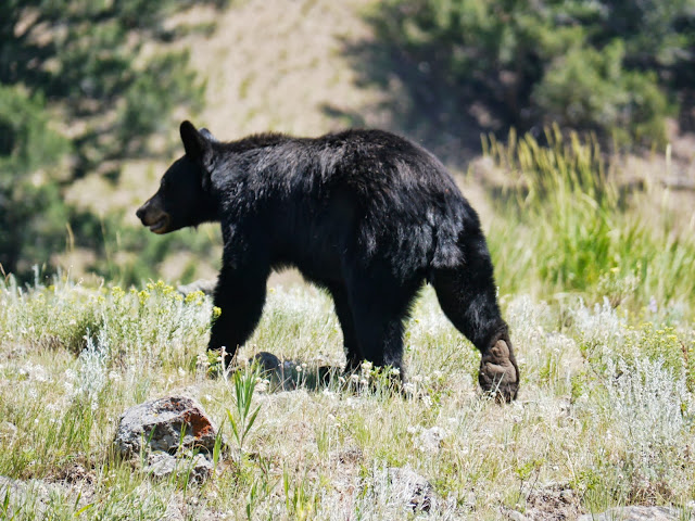  ours noir 