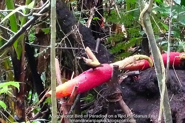 Magnificent Bird of Paradise (Dyphyllodes magnificus)