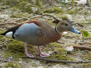 Canard à collier noir - Callonetta leucophry