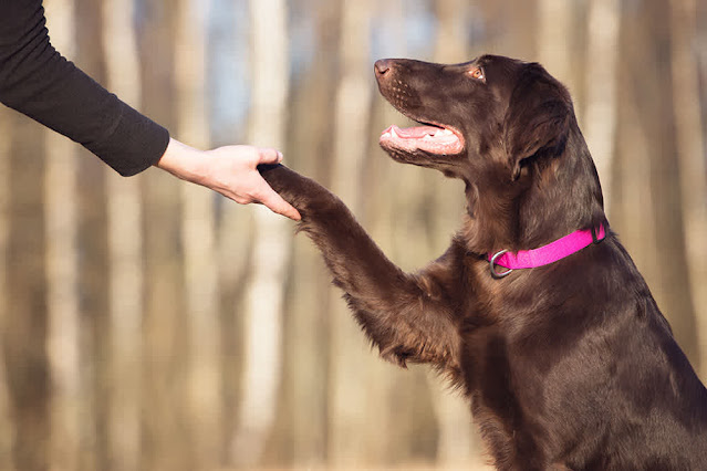 Man and Dog are Shaking Hands and Showing That This Dog Breed Is Easiest To Train
