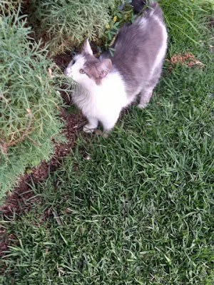 catnip,benefits of catnip,catnip benefits,catnip tea benefits,health benefits of catnip,benefits of catnip tea,catnip health benefits,catnip tea,what does catnip do to cats,cats on catnip,cats and catnip,catnip herb’s benefits,benefits,catnip benefits for health,2021 benefits of catnip tea,catnip plant,catnip for cats,what is catnip for?,cats vs catnip,health benefits,catnip cat,benefits of catnip for cats,smoking catnip,catnip herb