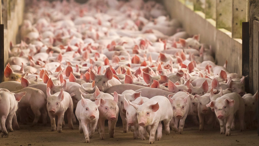 Los aretes para cerdas de cría suelen ser pequeños dispositivos que se colocan en las orejas de los animales. Estos aretes pueden tener números, códigos o colores únicos que permiten identificar a cada cerda de manera individual. Al marcar a las cerdas, los criadores pueden llevar un registro detallado de su historial de salud, reproducción, alimentación y otros datos importantes.  #identificacionanimal #idetificaciondecerdos #aretesganaderos #aretesRIntegral #RIntegral #aretesparacerdos #aretesparalechon #pigleteartag #pigeartag #sowseartag #aretesparaganado #animalidentification #ear #eartags #caravanalparaganado #crotalesparaganado #identificacionganadera #identificaciondeganado #equipoveterinario #materialveterinario #instrumentalveterinario #cerdos #lechones #cerdas #porcinos #pablocasas #lineaveterinaria #identificationeartags #cattleeartags #livestockeartags