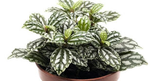 Plant with green leaves and bright silver markings.ALUMINUM PLANT (Pilea cadierei) 