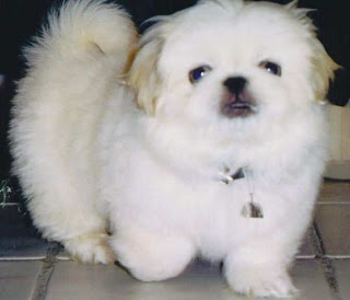 Cute Pekingese Pictures