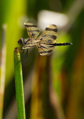 Halloween Pennant (Celithemis eponina)