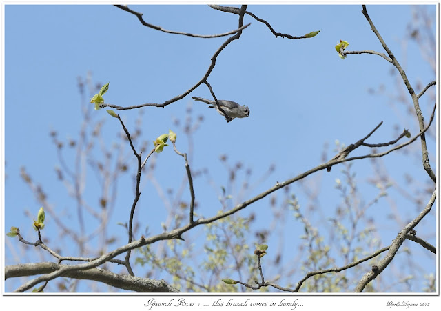 Ipswich River: ... this branch comes in handy...