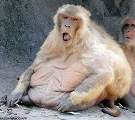 Amazingly Fat Animals