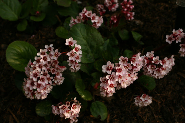 Endangered Medicinal  Plants Of Nepal, Bergenia eiliata (Haw) Sternb