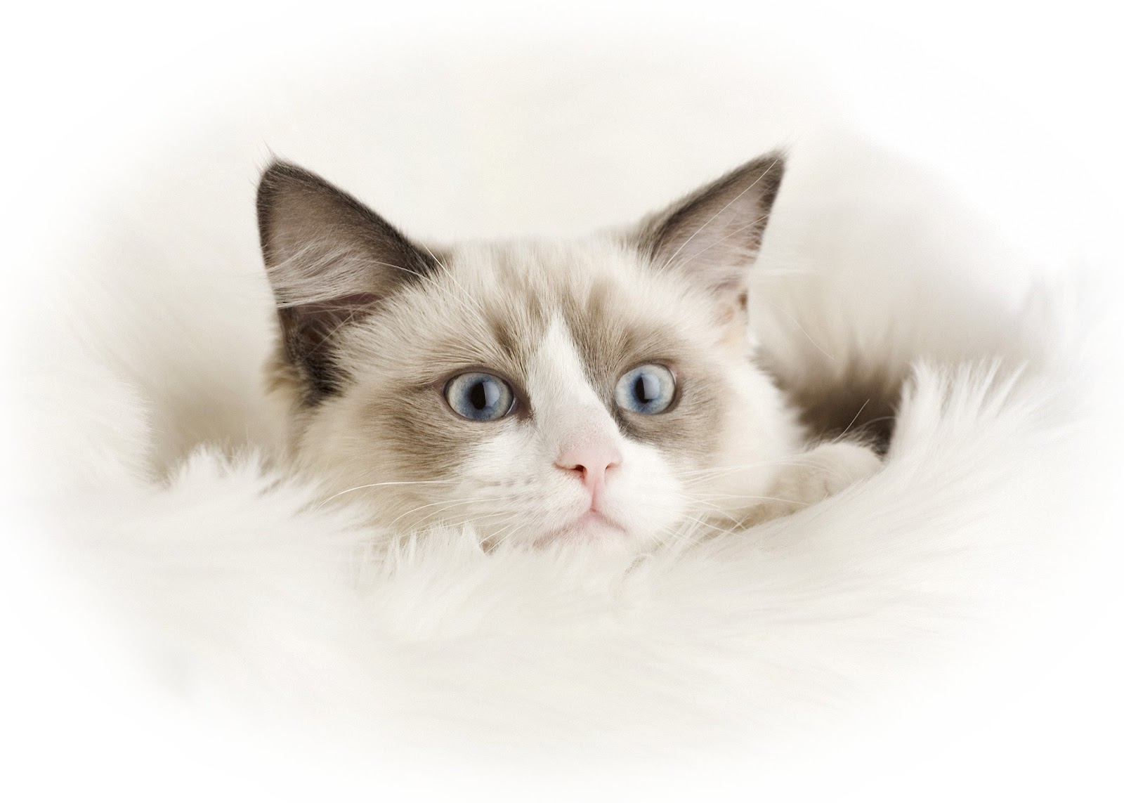 Ragdoll Cute Cats  Cute Cats 