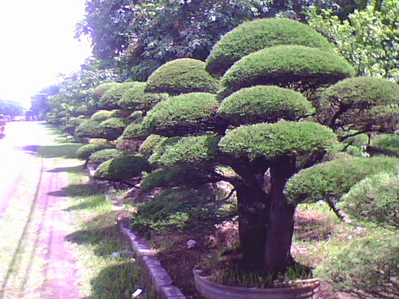 Koleksi Tanaman Hias: Pohon Cemara Udang (Casuarina 