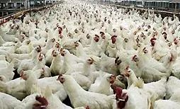 Περιστατικά γρίπης των πτηνών στη Βουλγαρία