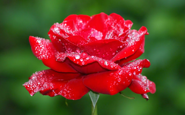 red rose flowers wallpapers
