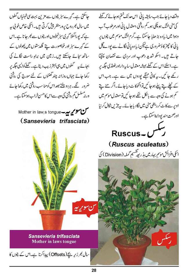 How to Grow Outdoor Indoor  Plants  Flowers Urdu Guide 
