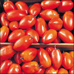 Romanian Spitze Tomato