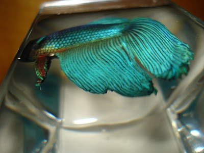 betta splenden