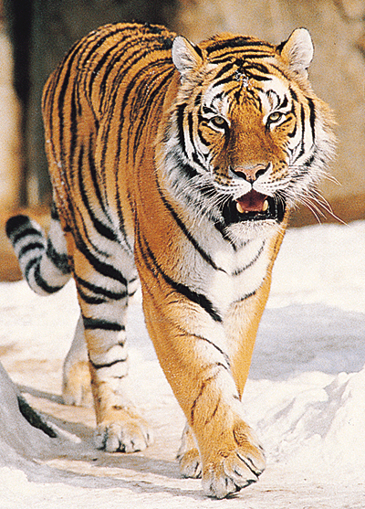 Gambar harimau - Apick_Aw0x'z