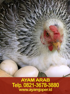 Jual Ayam Arab Elba 
