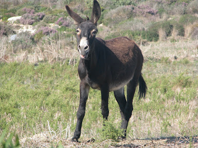 Local Fauna Kefalos