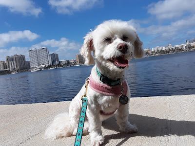 9 GREAT DOG FRIENDLY TRAVEL DESTINATIONS ACROSS THE U.S.  Pet friendly. Dog friendly, West Palm Beach FL
