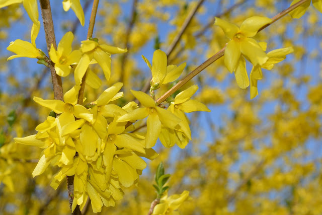 Forsythia should be pruned straight after flowering-The Webs best gardening sites