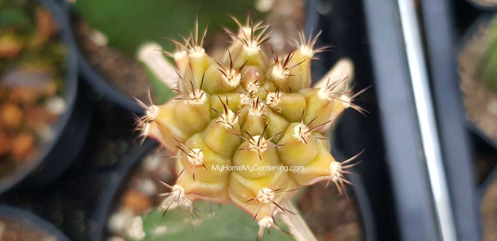 Cepia Cactus