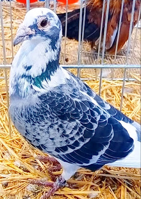 Aves del mundo, razas de palomas