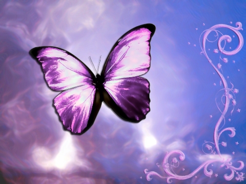 Beautifull Butterfly Wallpaper