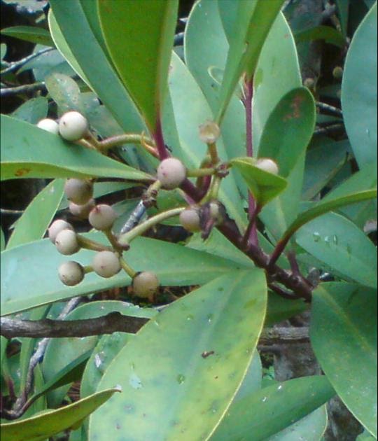 Pokok herba,bunga, ulaman dan segala jenis tumbuhan: pokok 