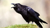 Raven Bird Photos