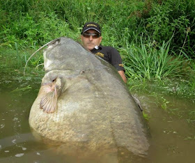 http://www.telegraph.co.uk/news/worldnews/europe/italy/11434339/Monster-catfish-which-looks-big-enough-to-swallow-a-man-whole-caught-in-Italy.html