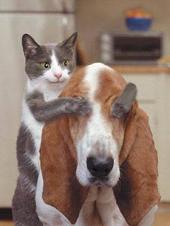 http://meandmysansar.blogspot.com - funny animals