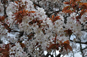 吉高の山桜